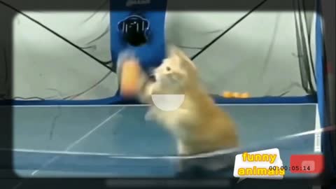 this cat plays ping pong better than the Japanese HAHAHAHA