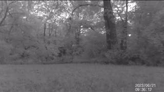 Jack's Trail Camera -- Episode 69 #shorts