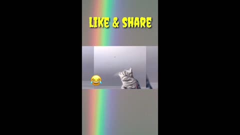 Funny pet vedio watch and enjoy