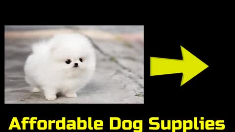 cute small dog