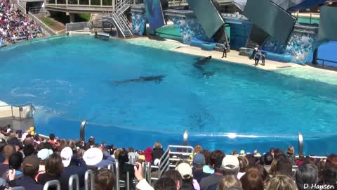 SeaWorld - Entrenando con Ballenas Asesinas - Orcas