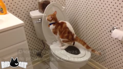 Cat Toilet Training [Step by Step]
