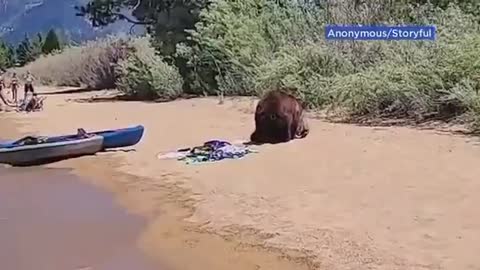 GẤU THƯỞNG THỨC ĂN TRƯA CỦA MỘT NGƯỜI TRÊN BÃI BIỂN 🇺🇸BEARS ENJOYING SOMEONE’S LUNCH ON TH BEACH 🇪🇸OSOS DISFRUTANDO DEL ALMUERZO DE ALGUIEN EN LA PLAYA 🇫🇷OURS APPRÉCIANT LE DÉJEUNER DE QUELQU'UN SUR LA PLAGE