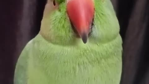 Funny Bird - just for fun