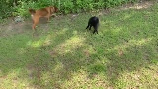 CAT AND DOG PLAY TAG