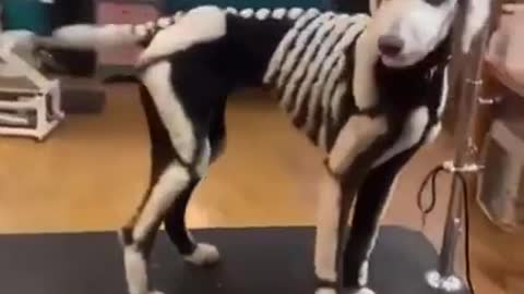 Dogs Halloween cut