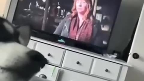 Cat Dog funny videos