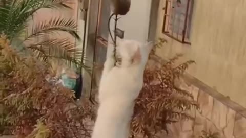 Funny Cats and Dogs 🐱🐶 _ Funny Animal Videos #1