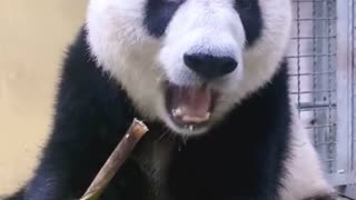 cute funnny panda