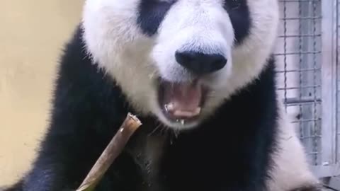 cute funnny panda