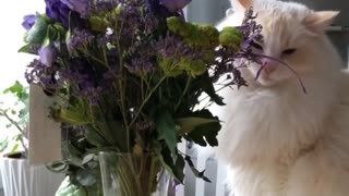 Cat Trying to Eat Flowers