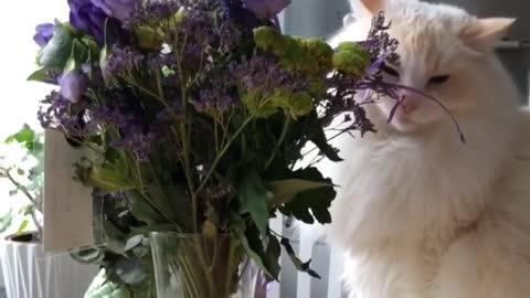 Cat Trying to Eat Flowers