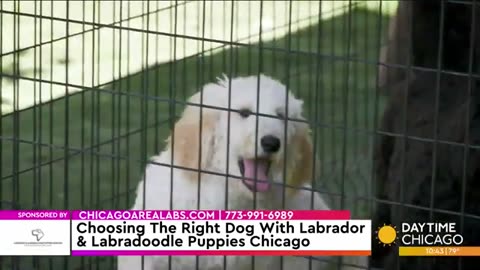 Choosing The Right Dog With Labrador & Labradoodle Puppies Chicago | WGN News
