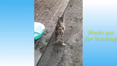 Top funny cat lvideos of the week