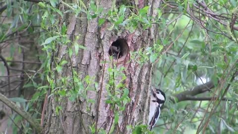 Woodpecker making nest in trees - Instrumental music with soft Piano sound
