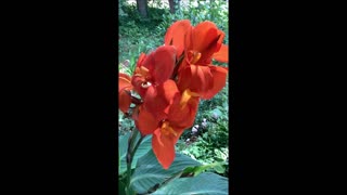 Bright Orange Happiness Canna Lily July 2022