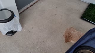 Cockapoo puppy vs stink bug