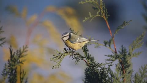 BIRD IN FLIGHT