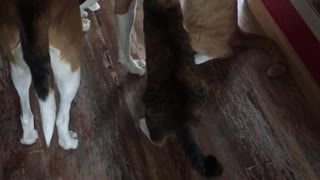 Three cats stand around large brown dog and sniff him