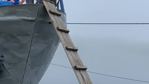 Smart Husky Climbs Ladder To Board Boat With People.