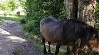 Wild Exmoor Ponies : 2