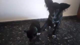 Dog helps out younger brother with cute trick