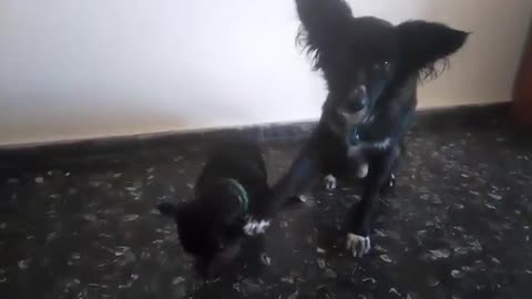 Dog helps out younger brother with cute trick