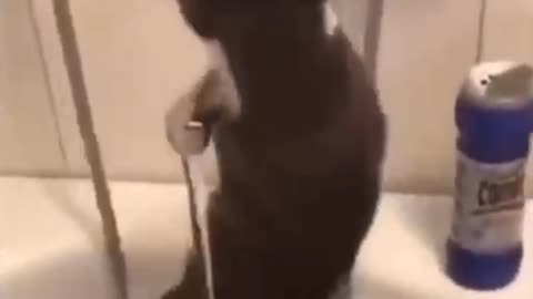 cat doing training video / cat funny video / animal video