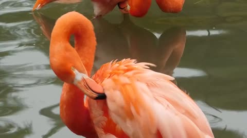 Beatiful flamingo clip