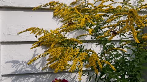 Pollinators Love Goldenrod