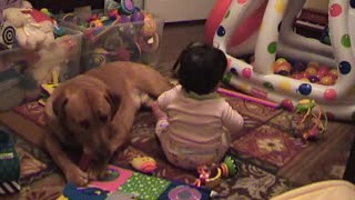 Young toddler sharing a bone with Red Labrador
