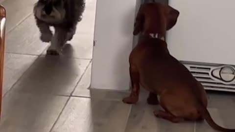 Both dogs looked so angry at the end 🤣