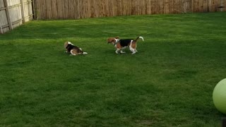 Doggy Uses Zoomies to Convince His Brother to Play
