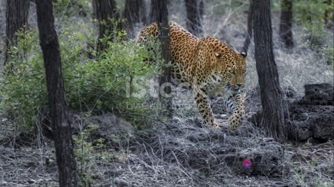 Revealing the Leopard: What's on the Menu for Leopards? #leopard