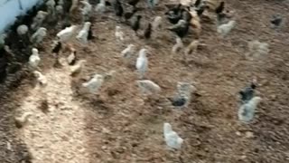 Babies chicken