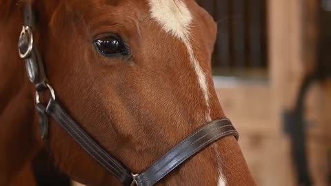 Cute horse videos best animal video