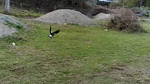 Magpie Swoops on Unlucky Mouse