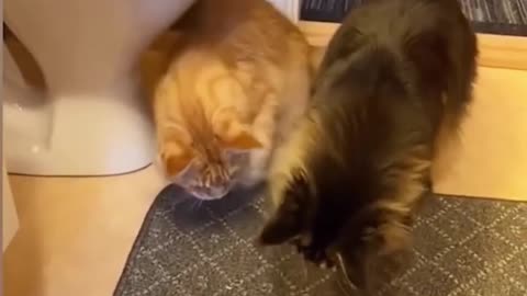 cat funny videos