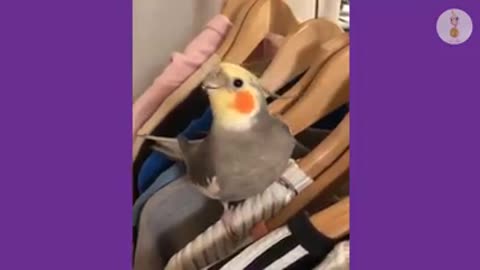 Parrot Paradise Alex# Talking parrot greeting baby parrot # Neck Parrot Attacked " new video