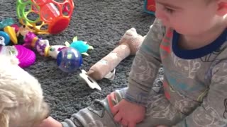 Dogs licking baby while it sitting on ground and licking babies feet