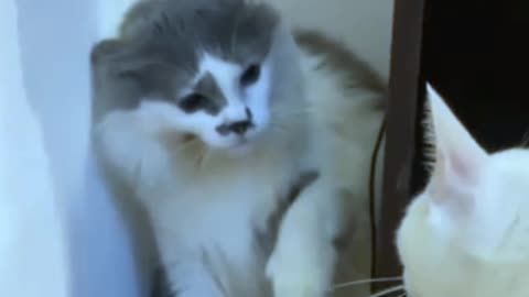 Funny Cat Video