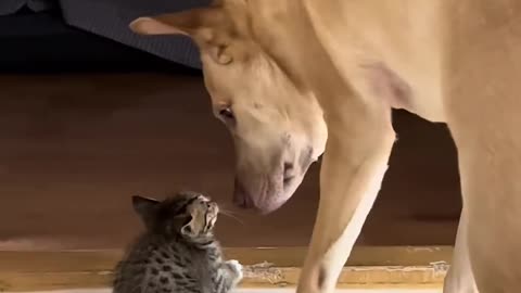 Dog Heroically Protects Kitten from Larger Cat