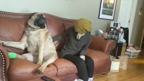 Dancing with an annoyed English Mastiff
