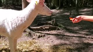 Hand-feeding a majestic albino whitetail deer