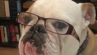 Patient Bulldog Models Prescription Glasses In Hopes For A Treat