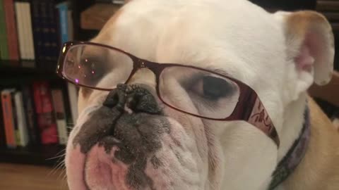 Patient Bulldog Models Prescription Glasses In Hopes For A Treat