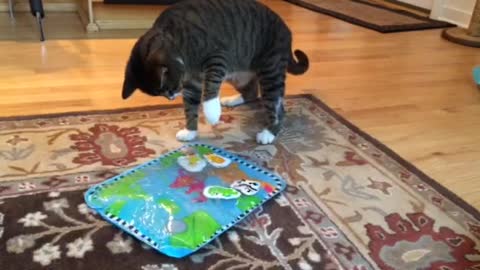 Playful cat is confused by toy fish