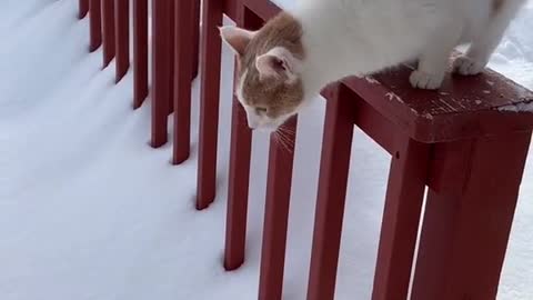 Funny cat cat fail snow funny cat