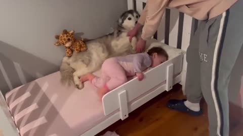 Sassy Baby Argues With Dad About First Night In Big Girl Bed!😭. Refuses To Let Husky Leave!