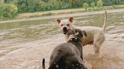 The longing for life should be accompanied by pets